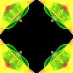 Energy/Healing Card - Flamenco — Starz Psychics spiritual blog, psychic insights