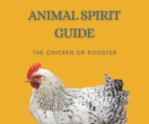 Animal Spirit Guide the Chicken and Rooster 