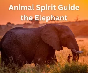 Animal Spirit Guide the Elephant
