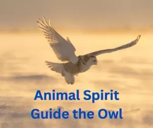 Animal Spirit Guide the Owl