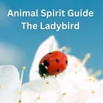 Animal Spirit Guide the Ladybug 