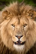 World Lion Day