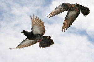 Pigeon Power Animal — Starz Psychics spiritual blog, psychic insights