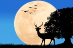 Full Hunter's/Harvest Moon — Starz Psychics spiritual blog, psychic insights