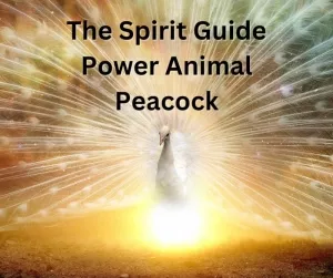 The Spirit Guide Power Animal Peacock