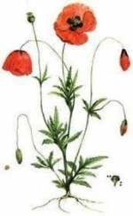 August Birth Flowers — Starz Psychics spiritual blog, psychic insights