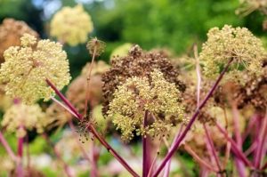 Sacred Herb Angelica — Starz Psychics spiritual blog, psychic insights