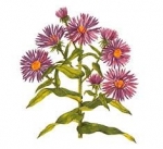 September Flower — Starz Psychics spiritual blog, psychic insights