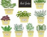 Botanical Astrology — Starz Psychics spiritual blog, psychic insights
