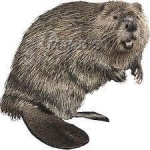 Why Beavers Were Parachuted Into The Idaho Wilderness 73 Years Ago — Starz Psychics spiritual blog, psychic insights