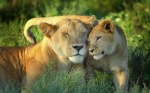 Celebrating World Lion Day — Starz Psychics spiritual blog, psychic insights