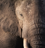 Celebrating World Elephant Day — Starz Psychics spiritual blog, psychic insights
