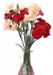 January Birth Flower - Carnation