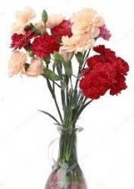 January Birth Flower - Carnation — Starz Psychics spiritual blog, psychic insights