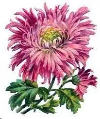November Birth Flower - Chrysanthemum  