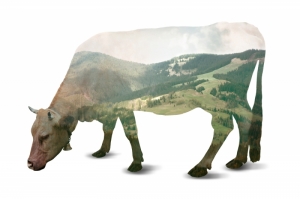 Spirit Animal Power the Bull ? Cow Spirit — Starz Psychics spiritual blog, psychic insights