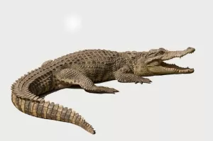 Totem Animal Crocodile / Alligator Spirit Helper