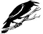 Counting Crows Redux — Starz Psychics spiritual blog, psychic insights