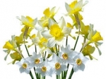 March Birth Month Flowers — Starz Psychics spiritual blog, psychic insights