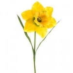 March Birth Flower Daffodil — Starz Psychics spiritual blog, psychic insights