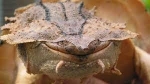 When Experts Ran Tests On This Bizarre Creature, They Uncovered A Curious Secret In Its DNA