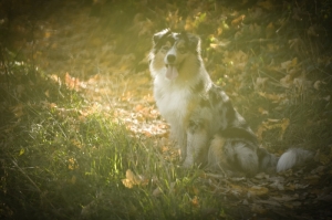 Is The Dog Your Power Totem Animal ? — Starz Psychics spiritual blog, psychic insights