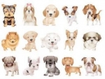 You’ll Never Guess What These Dogs Were Originally Bred For — Starz Psychics spiritual blog, psychic insights