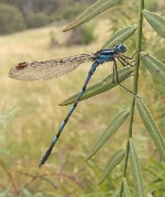 Symbolism & Meaning of a Dragonfly — Starz Psychics spiritual blog, psychic insights