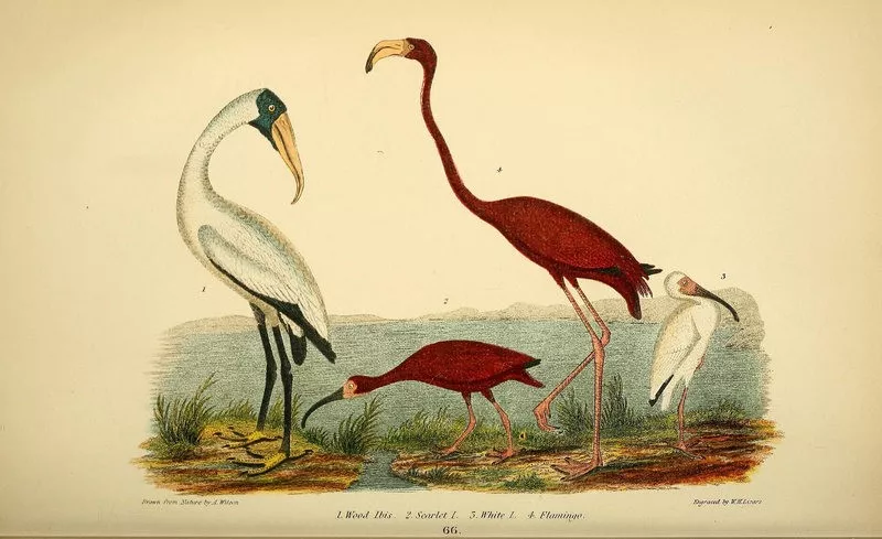 The Centuries-Old Mystery of How Florida Got Its Flamingos