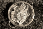 The Long Tradition of Folk Healing Among Southern Appalachian Women — Starz Psychics spiritual blog, psychic insights
