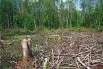 Deforestation To Cause More Climate Chaos Than Imagined 