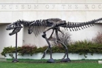 Why Does the U.S. Army Own So Many Fossils? — Starz Psychics spiritual blog, psychic insights