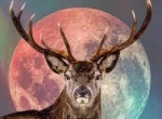 Full Buck Moon ~ Calls The Tune — Starz Psychics spiritual blog, psychic insights