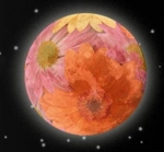 Full Flower Moon – Healing & Compassion — Starz Psychics spiritual blog, psychic insights