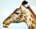 To Honor World Giraffe Day - Personal photo to Natalie from Billy Dodson — Starz Psychics spiritual blog, psychic insights