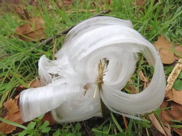 Ever Heard of 'Hair Ice'? It's Totally a Thing   