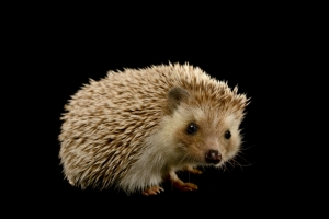 Power Totem Animal the Hedgehog — Starz Psychics spiritual blog, psychic insights