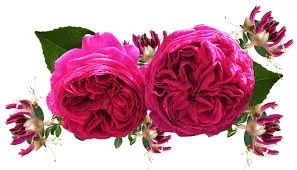 June Flowers - Rose & Honeysuckle  
