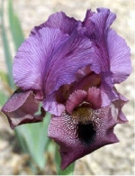 February Birth Flowers - Meaning & Symbolism — Starz Psychics spiritual blog, psychic insights
