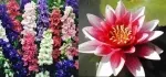 July Birth Flowers: Larkspur and Water Lily