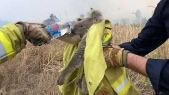 Koalas in Australia Fires