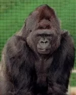 Experts Have Dissected Koko The Gorilla’s Eerie Message Made To Humanity In Her Last Years   