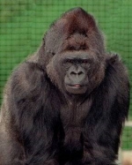 Experts Have Dissected Koko The Gorilla’s Eerie Message Made To Humanity In Her Last Years — Starz Psychics spiritual blog, psychic insights
