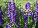 July Birth Flower — Starz Psychics spiritual blog, psychic insights