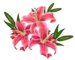  May Birth Flower — Starz Psychics spiritual blog, psychic insights