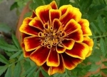 October's Birth Flower — Starz Psychics spiritual blog, psychic insights