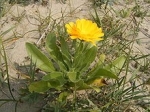 October's Birth Flowers — Starz Psychics spiritual blog, psychic insights