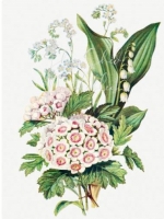 What Is The May Birth Flower? Two Official May Flowers With Meanings — Starz Psychics spiritual blog, psychic insights