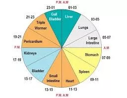 The Traditional Chinese Medicine Body Clock