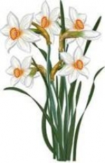 December Birth Flowers — Starz Psychics spiritual blog, psychic insights